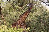 TANZANIA - Lake Manyara National Park - 46